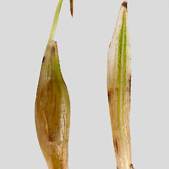 Utricle and glume. Hikurua / de Surville Cliffs.<br>Photographer: Jeremy R. Rolfe, Date taken: 23/02/2011, Licence: <a target='_blank' href='https://creativecommons.org/licenses/by/4.0'>CC BY</a>. <a class='member-message' href='/nzpcn/why-join-nzpcn/' target='_blank'>Members can view a larger version of this image.</a>