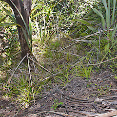 Under Kunzea, Te Paki.<br>Photographer: Jeremy R. Rolfe, Date taken: 17/11/2010, Licence: <a target='_blank' href='https://creativecommons.org/licenses/by/4.0'>CC BY</a>. <a class='member-message' href='/nzpcn/why-join-nzpcn/' target='_blank'>Members can view a larger version of this image.</a>