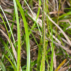 Staminate florets. Te Paki.<br>Photographer: Jeremy R. Rolfe, Date taken: 17/11/2010, Licence: <a target='_blank' href='https://creativecommons.org/licenses/by/4.0'>CC BY</a>. <a class='member-message' href='/nzpcn/why-join-nzpcn/' target='_blank'>Members can view a larger version of this image.</a>