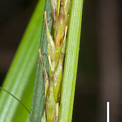 Immature utricles. Te Paki.<br>Photographer: Jeremy R. Rolfe, Date taken: 17/11/2010, Licence: <a target='_blank' href='https://creativecommons.org/licenses/by/4.0'>CC BY</a>. <a class='member-message' href='/nzpcn/why-join-nzpcn/' target='_blank'>Members can view a larger version of this image.</a>
