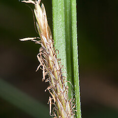 Staminate florets, Te Paki.<br>Photographer: Jeremy R. Rolfe, Date taken: 17/11/2010, Licence: <a target='_blank' href='https://creativecommons.org/licenses/by/4.0'>CC BY</a>. <a class='member-message' href='/nzpcn/why-join-nzpcn/' target='_blank'>Members can view a larger version of this image.</a>