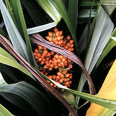 Astelia chathamica showing the usual orange fruited condition.<br>Photographer: Unknown, Licence: All rights reserved.