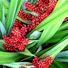 Astelia chathamica, red fruited form from Te One.<br>Photographer: Peter J de Lange, Licence: <a target='_blank' href='https://creativecommons.org/licenses/by-nc/4.0'>CC BY-NC</a>.