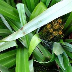 Astelia chathamica, Otoi Creek.<br>Photographer: Peter J de Lange, Licence: <a target='_blank' href='https://creativecommons.org/licenses/by-nc/4.0'>CC BY-NC</a>.