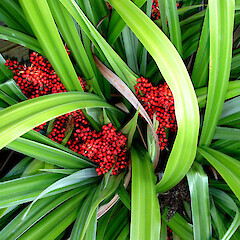 Chatham Islands.<br>Photographer: Peter J de Lange, Licence: <a target='_blank' href='https://creativecommons.org/licenses/by-nc/4.0'>CC BY-NC</a>. <a class='member-message' href='/nzpcn/why-join-nzpcn/' target='_blank'>Members can view a larger version of this image.</a>
