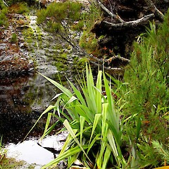 Chatham Islands.<br>Photographer: Peter J de Lange, Licence: <a target='_blank' href='https://creativecommons.org/licenses/by-nc/4.0'>CC BY-NC</a>. <a class='member-message' href='/nzpcn/why-join-nzpcn/' target='_blank'>Members can view a larger version of this image.</a>