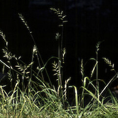 Australopyrum calcis subsp. calcis