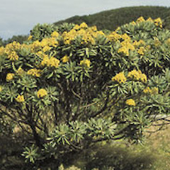Brachyglottis huntii tree in full flower, Awatotara Covenant, Southern Tablelands, Chatham (Rekohu) Island.<br>Photographer: Phil Knightbridge, Licence: All rights reserved.