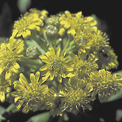 Brachyglottis huntii close up of inflorescence showing individual capitula.<br>Photographer: Craig Potton, Licence: All rights reserved.