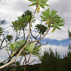 Chatham Islands.<br>Photographer: Peter J de Lange, Licence: <a target='_blank' href='https://creativecommons.org/licenses/by-nc/4.0'>CC BY-NC</a>. <a class='member-message' href='/nzpcn/why-join-nzpcn/' target='_blank'>Members can view a larger version of this image.</a>