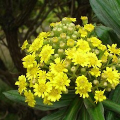 Brachyglottis huntii, Awatotara.<br>Photographer: Peter J de Lange, Licence: <a target='_blank' href='https://creativecommons.org/licenses/by-nc/4.0'>CC BY-NC</a>.