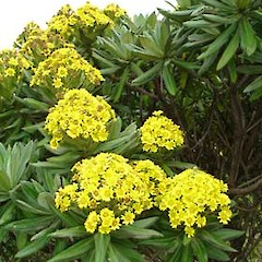 Brachyglottis huntii, Awatotara.<br>Photographer: Peter J de Lange, Licence: <a target='_blank' href='https://creativecommons.org/licenses/by-nc/4.0'>CC BY-NC</a>.