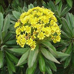 Brachyglottis huntii.<br>Photographer: Peter J de Lange, Licence: <a target='_blank' href='https://creativecommons.org/licenses/by-nc/4.0'>CC BY-NC</a>.