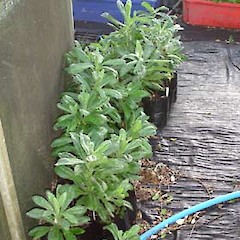 Brachyglottis huntii, DoC Nusery.<br>Photographer: Peter J de Lange, Licence: <a target='_blank' href='https://creativecommons.org/licenses/by-nc/4.0'>CC BY-NC</a>.