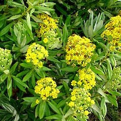 Brachyglottis huntii.<br>Photographer: Peter J de Lange, Licence: <a target='_blank' href='https://creativecommons.org/licenses/by-nc/4.0'>CC BY-NC</a>.