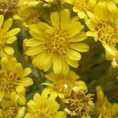Brachyglottis huntii.<br>Photographer: John Sawyer, Licence: <a target='_blank' href='https://creativecommons.org/licenses/by-nc/4.0'>CC BY-NC</a>.