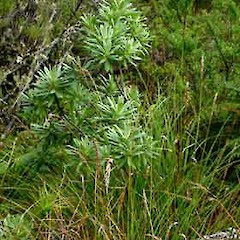 Brachyglottis huntii.<br>Photographer: Peter J de Lange, Licence: <a target='_blank' href='https://creativecommons.org/licenses/by-nc/4.0'>CC BY-NC</a>.
