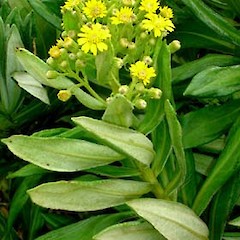 Brachyglottis huntii near Waitangi.<br>Photographer: Peter J de Lange, Licence: <a target='_blank' href='https://creativecommons.org/licenses/by-nc/4.0'>CC BY-NC</a>.