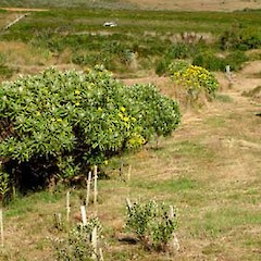 Brachyglottis huntii.<br>Photographer: Peter J de Lange, Licence: <a target='_blank' href='https://creativecommons.org/licenses/by-nc/4.0'>CC BY-NC</a>.