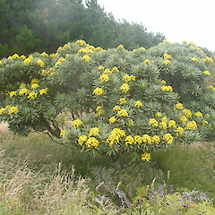 Chatham Islands.<br>Photographer: John Sawyer, Licence: <a target='_blank' href='https://creativecommons.org/licenses/by-nc/4.0'>CC BY-NC</a>. <a class='member-message' href='/nzpcn/why-join-nzpcn/' target='_blank'>Members can view a larger version of this image.</a>