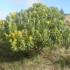 Chatham Islands.<br>Photographer: John Sawyer, Licence: <a target='_blank' href='https://creativecommons.org/licenses/by-nc/4.0'>CC BY-NC</a>. <a class='member-message' href='/nzpcn/why-join-nzpcn/' target='_blank'>Members can view a larger version of this image.</a>