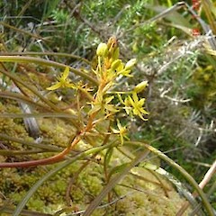 Bulbinella modesta.<br>Photographer: Phil Knightbridge, Licence: All rights reserved.