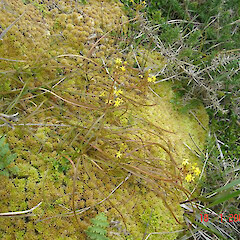 Photo of Bulbinella modesta.<br>Photographer: Phil Knightbridge, Licence: All rights reserved. <a class='member-message' href='/nzpcn/why-join-nzpcn/' target='_blank'>Members can view a larger version of this image.</a>