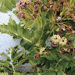 Embergeria grandifolia plant in flower in sand dunes.<br>Photographer: Geoff Walls, Licence: <a target='_blank' href='https://creativecommons.org/licenses/by-nc/4.0'>CC BY-NC</a>.