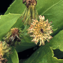 Close up of flowers and buds, Kaiangaroa Poimt, Chatham (Rekohu) Island.<br>Photographer: Gillian M. Crowcroft, Date taken: 01/02/1996, Licence: All rights reserved.