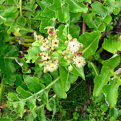 Chatham Islands, in flower at Otauwae Pt.<br>Photographer: Peter J de Lange, Licence: <a target='_blank' href='https://creativecommons.org/licenses/by-nc/4.0'>CC BY-NC</a>. <a class='member-message' href='/nzpcn/why-join-nzpcn/' target='_blank'>Members can view a larger version of this image.</a>