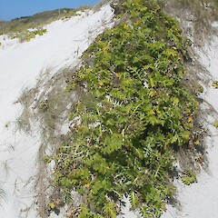 Kaingaroa, Chatham Islands.<br>Photographer: John Sawyer, Licence: <a target='_blank' href='https://creativecommons.org/licenses/by-nc/4.0'>CC BY-NC</a>. <a class='member-message' href='/nzpcn/why-join-nzpcn/' target='_blank'>Members can view a larger version of this image.</a>