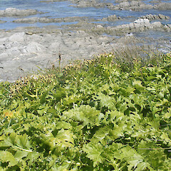 Chatham island.<br>Photographer: John Sawyer, Licence: <a target='_blank' href='https://creativecommons.org/licenses/by-nc/4.0'>CC BY-NC</a>. <a class='member-message' href='/nzpcn/why-join-nzpcn/' target='_blank'>Members can view a larger version of this image.</a>