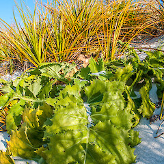With Ficinia spiralis. Kaingaroa, Chatham Island.<br>Photographer: Jeremy R. Rolfe, Date taken: 02/06/2013, Licence: <a target='_blank' href='https://creativecommons.org/licenses/by/4.0'>CC BY</a>. <a class='member-message' href='/nzpcn/why-join-nzpcn/' target='_blank'>Members can view a larger version of this image.</a>