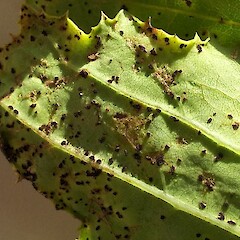 Abaxial leaf surface with Embergeria rust, Te One.<br>Photographer: Peter J de Lange, Date taken: 02/08/2015, Licence: <a target='_blank' href='https://creativecommons.org/licenses/by-nc/4.0'>CC BY-NC</a>. <a class='member-message' href='/nzpcn/why-join-nzpcn/' target='_blank'>Members can view a larger version of this image.</a>