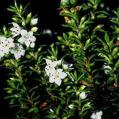 A close up of flowers, Mt Hirakimata (Hobson), Great Barrier Island.<br>Photographer: Peter J de Lange, Date taken: 01/04/2000, Licence: <a target='_blank' href='https://creativecommons.org/licenses/by-nc/4.0'>CC BY-NC</a>.