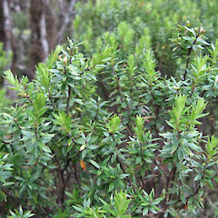 Table Mountain (Whakairi), Coromandel.<br>Photographer: Cynthia Roberts, Date taken: 01/02/2010, Licence: <a target='_blank' href='https://creativecommons.org/licenses/by-sa/4.0'>CC BY-SA</a>. <a class='member-message' href='/nzpcn/why-join-nzpcn/' target='_blank'>Members can view a larger version of this image.</a>