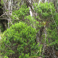 Table Mountain (Whakairi), Coromandel.<br>Photographer: Cynthia Roberts, Date taken: 01/02/2010, Licence: <a target='_blank' href='https://creativecommons.org/licenses/by-sa/4.0'>CC BY-SA</a>. <a class='member-message' href='/nzpcn/why-join-nzpcn/' target='_blank'>Members can view a larger version of this image.</a>