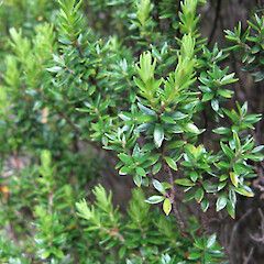 Table Mountain (Whakairi), Coromandel.<br>Photographer: Cynthia Roberts, Date taken: 01/02/2010, Licence: <a target='_blank' href='https://creativecommons.org/licenses/by-sa/4.0'>CC BY-SA</a>. <a class='member-message' href='/nzpcn/why-join-nzpcn/' target='_blank'>Members can view a larger version of this image.</a>