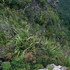 Habitat, rock tor, Great Barrier Island.<br>Photographer: Peter J de Lange, Date taken: 01/04/2002, Licence: <a target='_blank' href='https://creativecommons.org/licenses/by-nc/4.0'>CC BY-NC</a>. <a class='member-message' href='/nzpcn/why-join-nzpcn/' target='_blank'>Members can view a larger version of this image.</a>