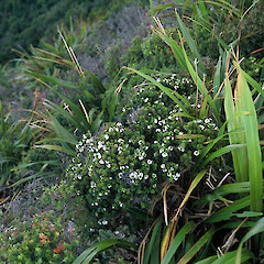 Mt Whaka, Great Barrier Island.<br>Photographer: Peter J de Lange, Licence: <a target='_blank' href='https://creativecommons.org/licenses/by-nc/4.0'>CC BY-NC</a>. <a class='member-message' href='/nzpcn/why-join-nzpcn/' target='_blank'>Members can view a larger version of this image.</a>