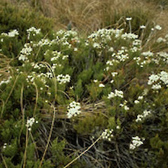 Photo by John Smith-Dodsworth.<br>Photographer: Unknown, Licence: All rights reserved.