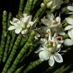 Hebe salicornioides.<br>Photographer: John Smith-Dodsworth, Licence: <a target='_blank' href='https://creativecommons.org/licenses/by-nc/4.0'>CC BY-NC</a>.