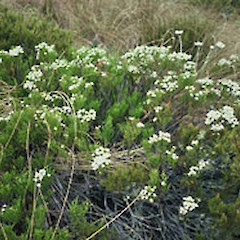 Jacks Pass, Hanmer.<br>Photographer: John Smith-Dodsworth, Licence: <a target='_blank' href='https://creativecommons.org/licenses/by-nc/4.0'>CC BY-NC</a>.