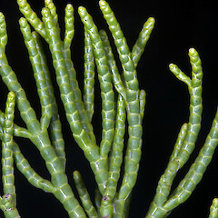 In cultivation.<br>Photographer: Jeremy R. Rolfe, Date taken: 28/02/2009, Licence: <a target='_blank' href='https://creativecommons.org/licenses/by/4.0'>CC BY</a>. <a class='member-message' href='/nzpcn/why-join-nzpcn/' target='_blank'>Members can view a larger version of this image.</a>