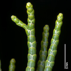 In cultivation.<br>Photographer: Jeremy R. Rolfe, Date taken: 28/02/2009, Licence: <a target='_blank' href='https://creativecommons.org/licenses/by/4.0'>CC BY</a>. <a class='member-message' href='/nzpcn/why-join-nzpcn/' target='_blank'>Members can view a larger version of this image.</a>