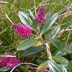 Flowering plant, ex cult, unknown provenance.<br>Photographer: Andrea Brandon, Date taken: 01/01/2003, Licence: <a target='_blank' href='https://creativecommons.org/licenses/by-nc/4.0'>CC BY-NC</a>.