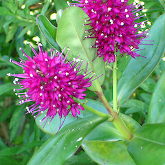 Hebe speciosa.<br>Photographer: Peter J de Lange, Licence: <a target='_blank' href='https://creativecommons.org/licenses/by-nc/4.0'>CC BY-NC</a>. <a class='member-message' href='/nzpcn/why-join-nzpcn/' target='_blank'>Members can view a larger version of this image.</a>