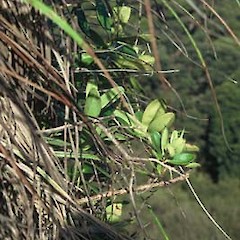 Hebe speciosa, wild plant, near Muriwai, Woodhill Forest, October 1996.<br>Photographer: Peter J de Lange, Licence: <a target='_blank' href='https://creativecommons.org/licenses/by-nc/4.0'>CC BY-NC</a>.