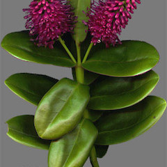 Hebe speciosa flowers, Ex Cult. unknown provenance.<br>Photographer: Mike Bayly, Licence: All rights reserved.