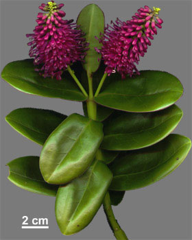 Hebe Speciosa 'Napuka' Seeds – 100 Seeds, New Zealand Native Evergreen Shrub, Veronica